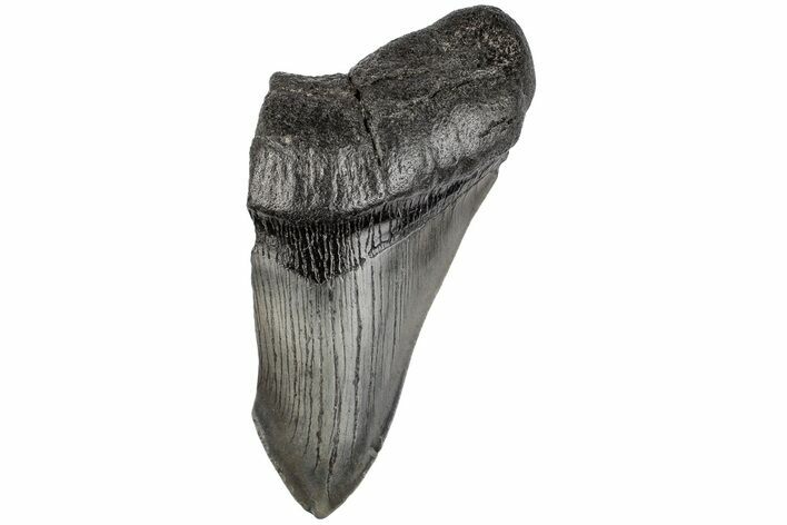 Partial, Fossil Megalodon Tooth #194002